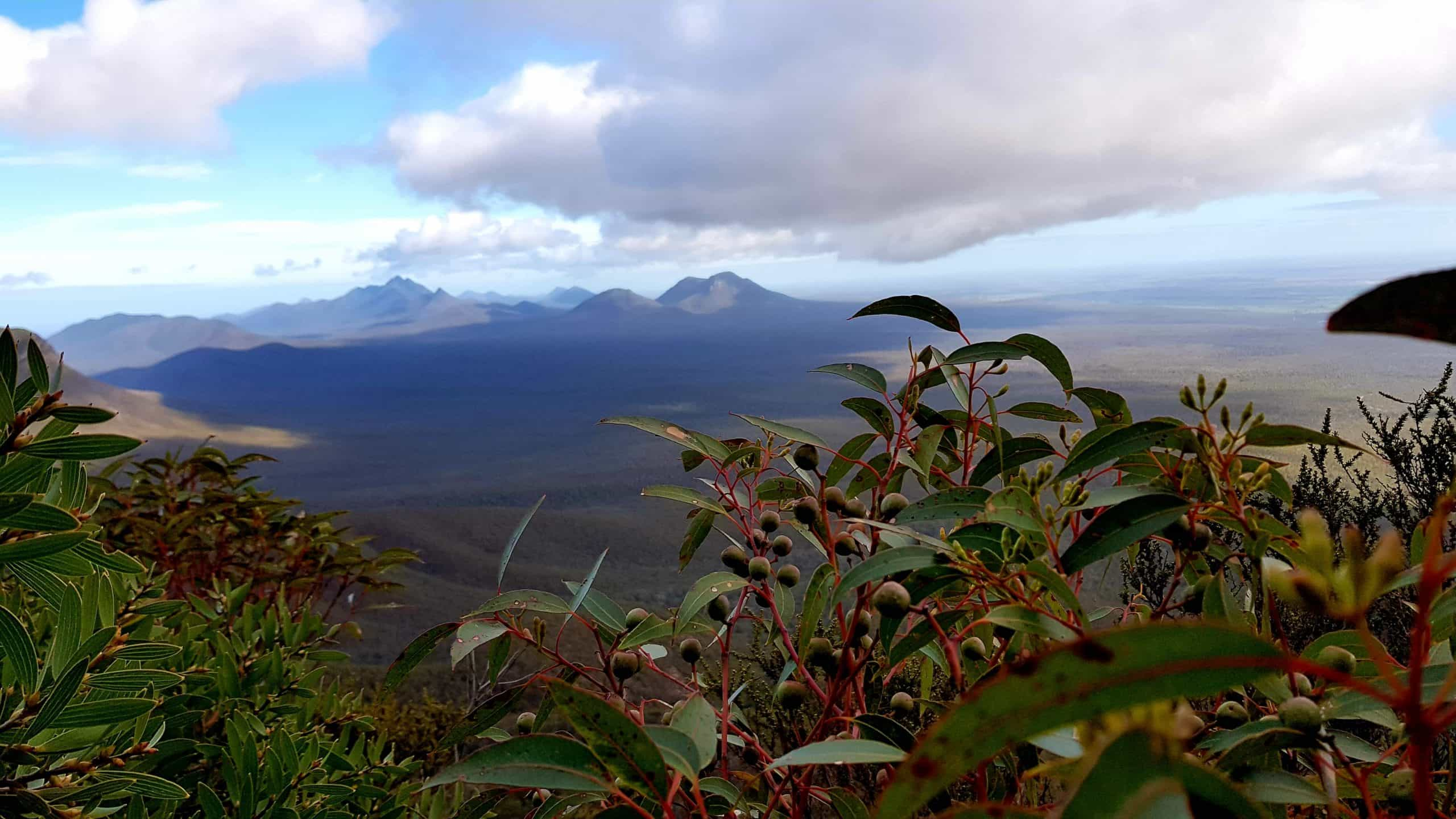 A view passed a gumtree branch to the Stirling Ranges under cloud. 