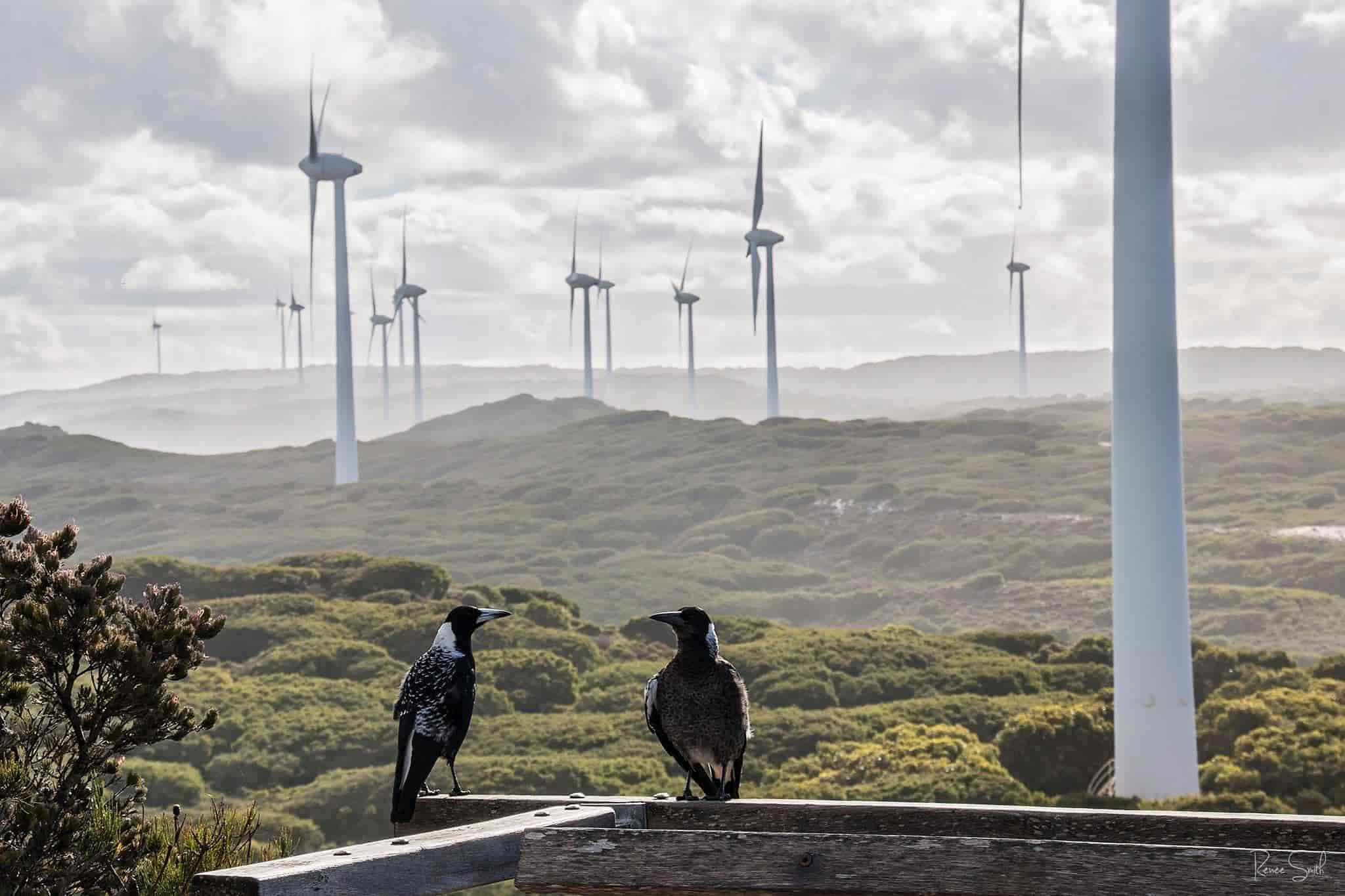 Two magpies sitting in front of the impressive Albany Windfarm